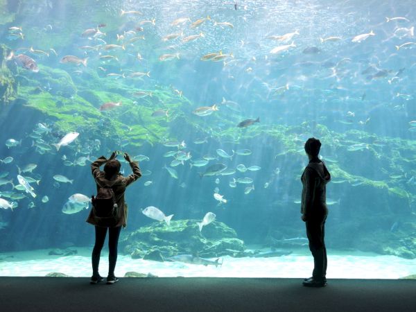 An aquarium tank filled with schools of fish, with two visitors in the foreground taking photos and watching underwater.
