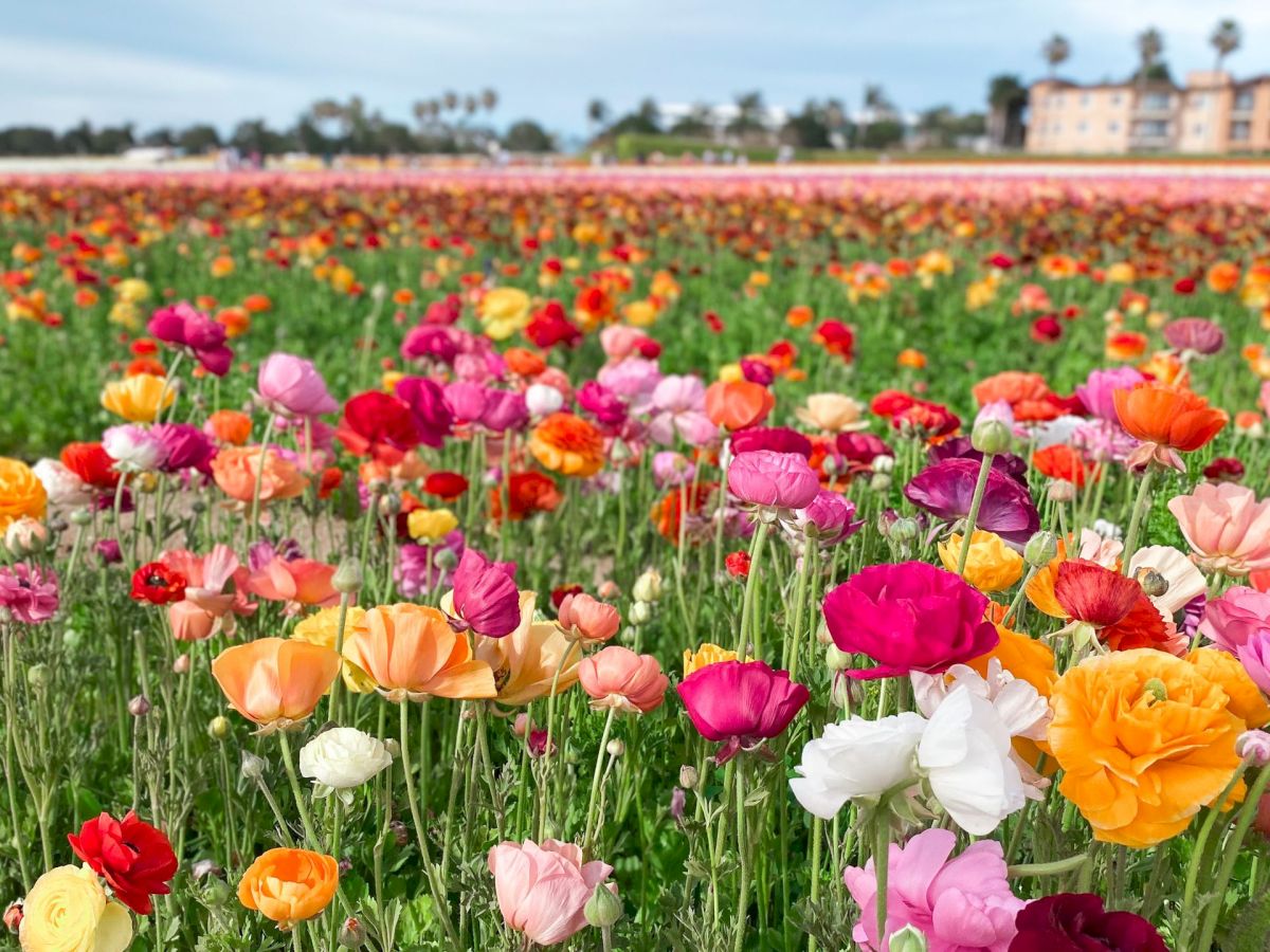 A vibrant tulip field in bloom stretches toward a distant building under a cloudy sky.