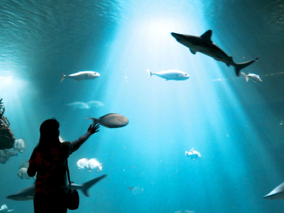 An underwater aquarium with a diver reaching toward passing sharks and rays in bright blue light.
