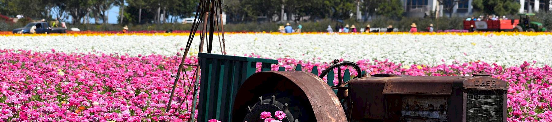 A rusted windmill sculpture stands in a vibrant pink flower field under a clear blue sky.