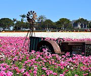 A rusted windmill sculpture stands in a vibrant pink flower field under a clear blue sky.