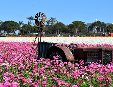 A rusted windmill sculpture stands in a vibrant pink flower field under a clear blue sky.