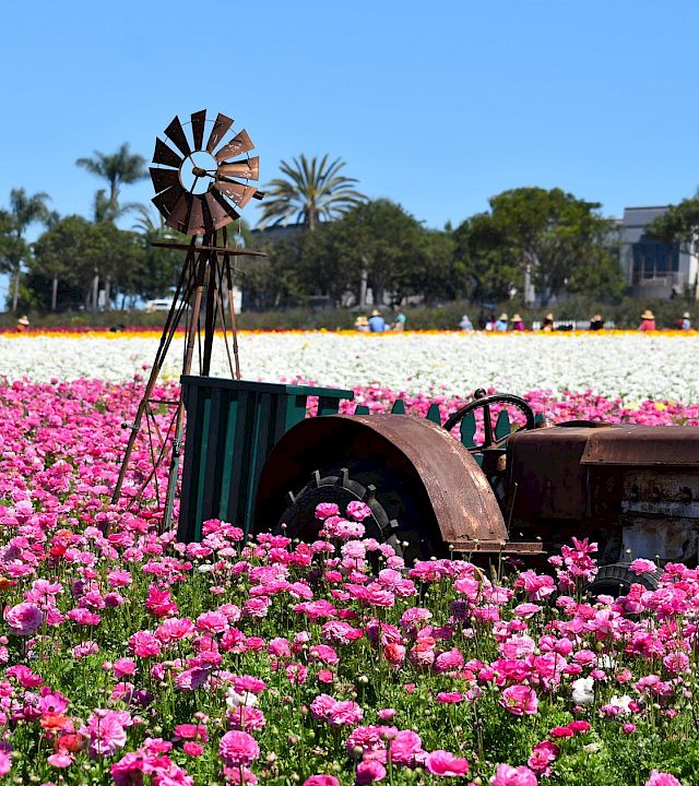 A rusted windmill sculpture stands in a vibrant pink flower field under a clear blue sky.
