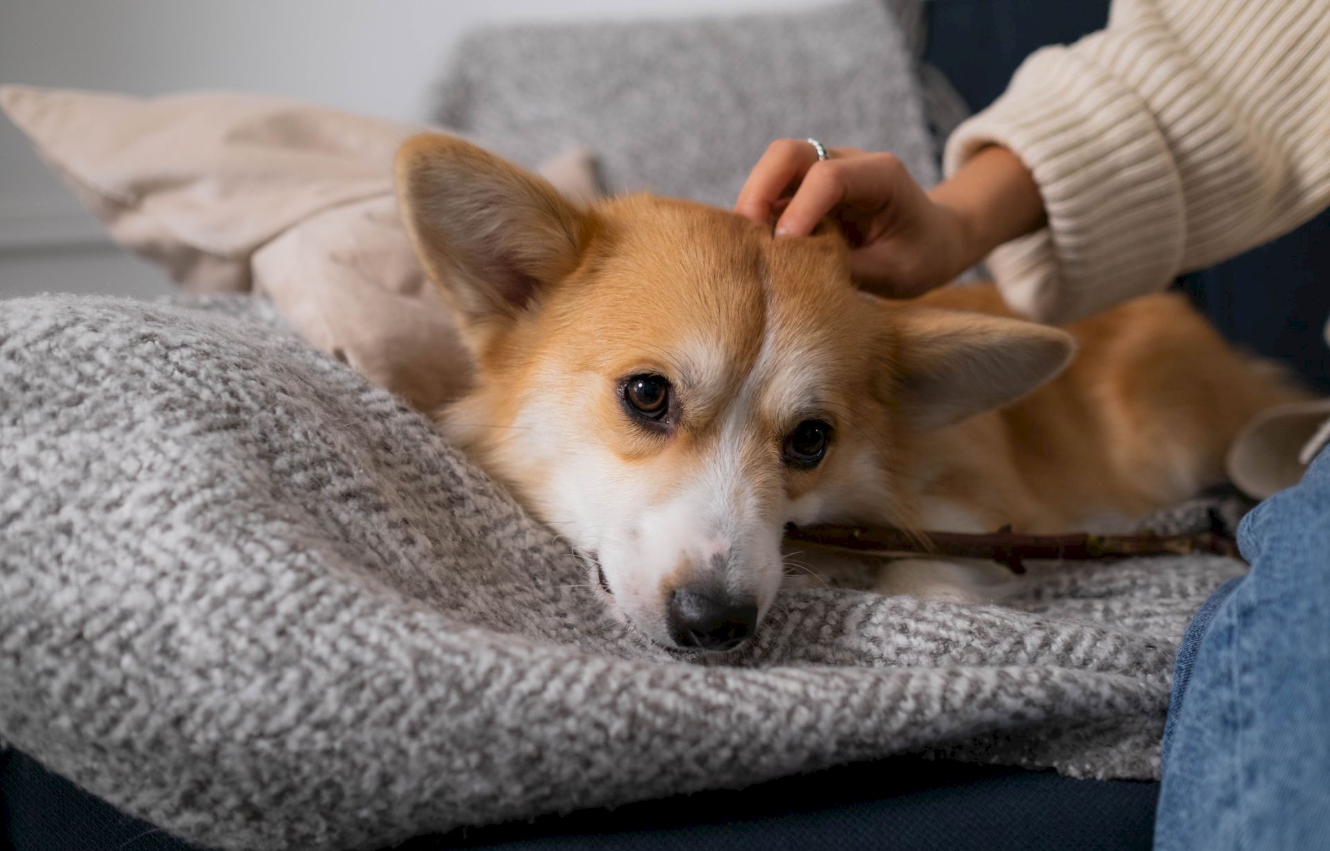 A small Chihuahua-like dog lies on a couch while someone gently pets its head with a loving hand.