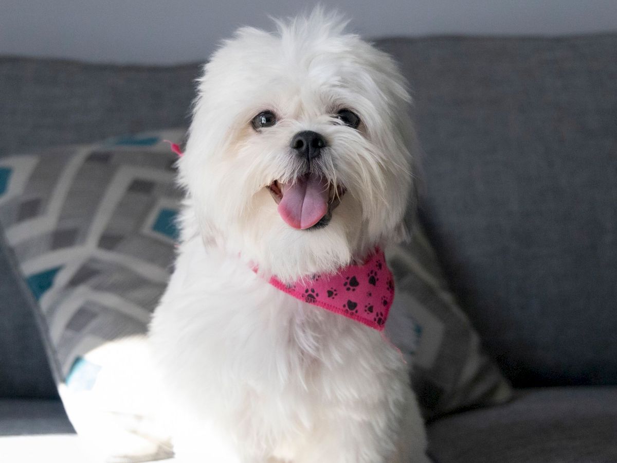 A fluffy white dog with a pink bandana is panting happily on a couch.