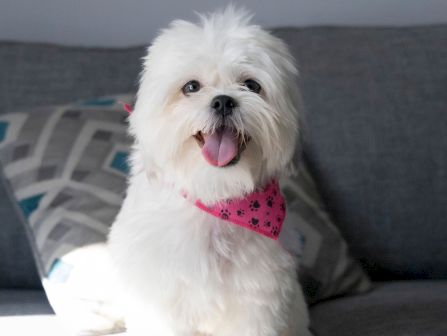 A fluffy white dog wearing a pink bandana licks its tongue, sitting indoors on a couch with a blurred background.